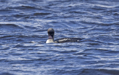 Black-throated Diver