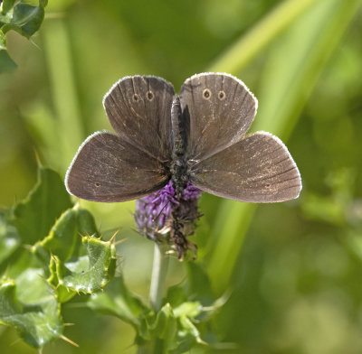 Ringlet (Aphantopus hyperantus)