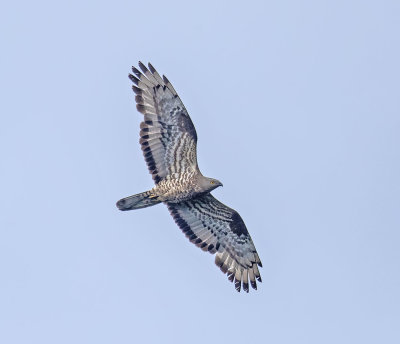Honey Buzzard
