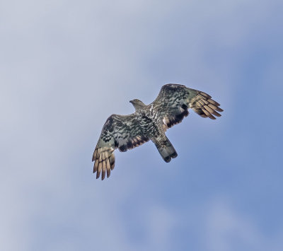 Honey Buzzard