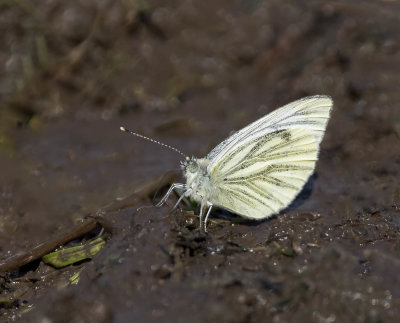 Green-veined White butterfly