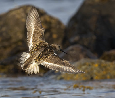 Dunlin