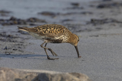 Dunlin