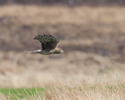 Hen Harrier_IMG_9227.jpg