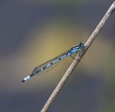 Common Blue Damselfly (Enallagma cyathigerum)