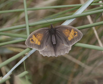 Meadow Brown (Maniola jurtina)