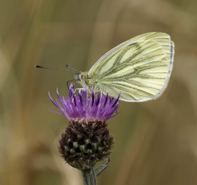 Green-veined White (Pieris napi)