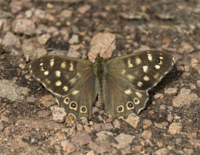 Speckled Wood (Pararge aegeria)