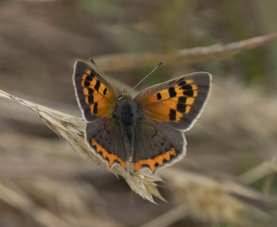 Small Copper (Lycaena phlaeas eleus)
