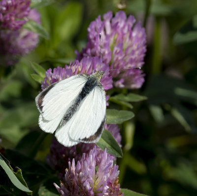 Large White (Pieris brassiciae)