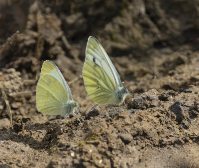 Small White and Green-veined White butterfly