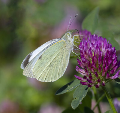Large White (Pieris brassiciae)
