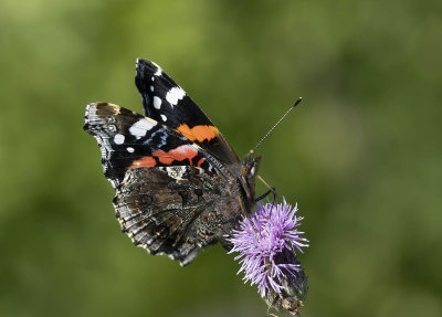 Red Admiral (Vanessa atalanta)