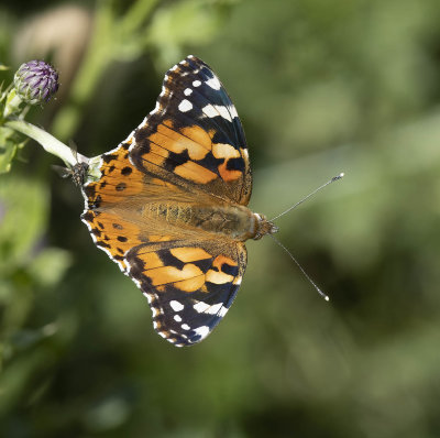 Painted Lady (Vanessa (Cynthia) cardui)