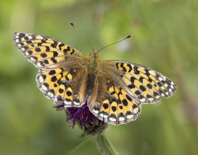 Dark Green Fritillary (Speyeria aglaja)