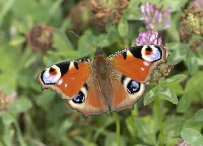 Peacock (Inachis io)