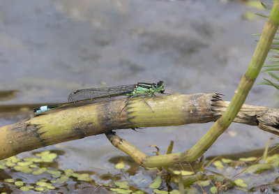Blue-tailed Damselfly (male) (Ischnura elegans)