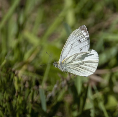 Green-veined White (Pieris napi)