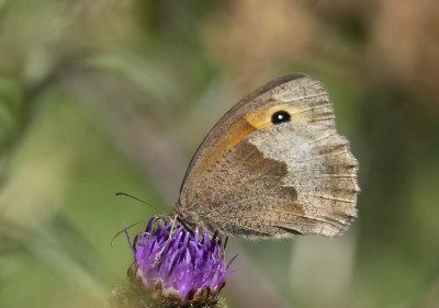 Meadow Brown (Maniola jurtina)