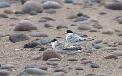 Little Tern adult and juvenile