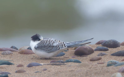Little Tern (juvenile)