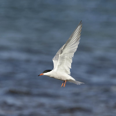 Common Tern