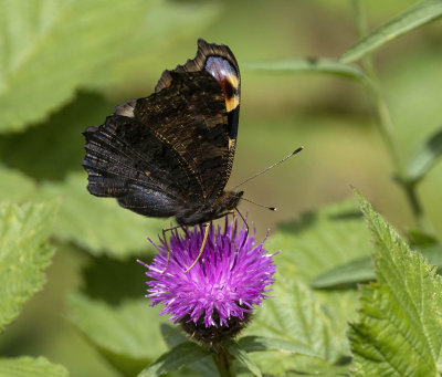 Peacock (Inachis io)