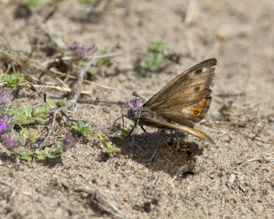 Grayling (Hipparchia semele)