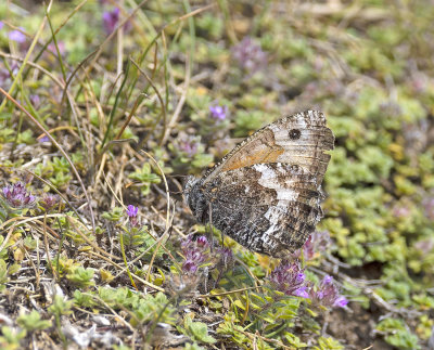 Grayling (Hipparchia semele)