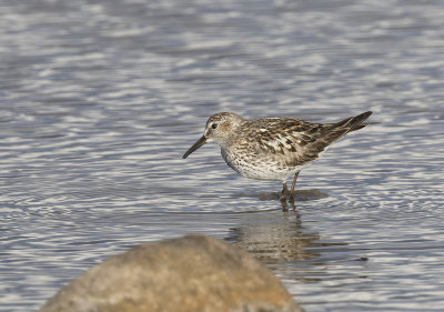 White-rumped Sandpiper