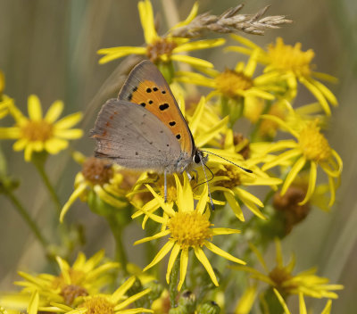 Small Copper (Lycaena phlaeas eleus)