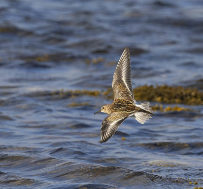 Dunlin