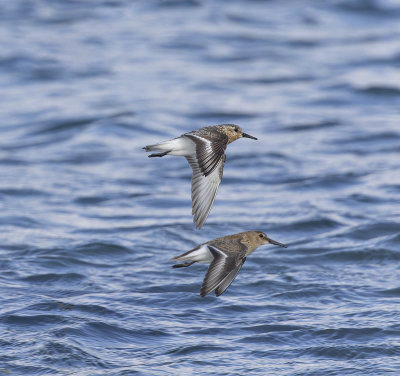 Dunlin and Sanderling (top) 
