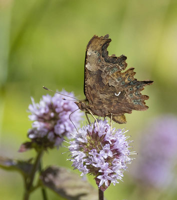 Comma (Polygonia c-album)