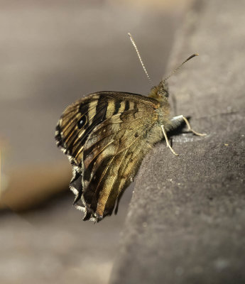 Speckled Wood (Pararge aegeria)