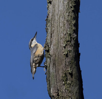 Nuthatch