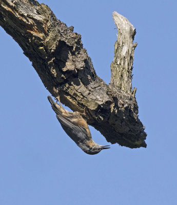 Nuthatch