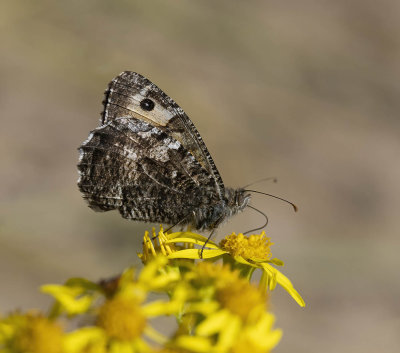 Grayling (Hipparchia semele)
