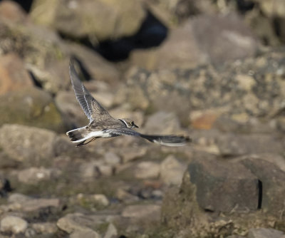 Little Ringed Plover (juvenile)