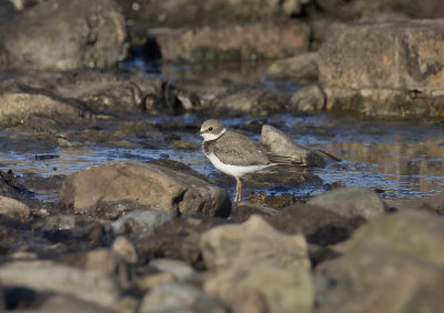 Little Ringed Plover (juvenile)