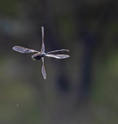 Common Hawker (Aeshna juncea)