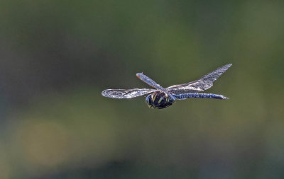Common Hawker (Aeshna juncea)