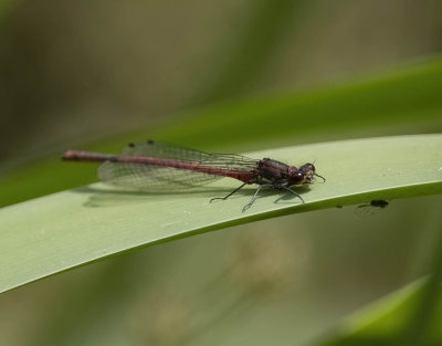 Large Red Damselfly (Pyrrhosoma nymphula)