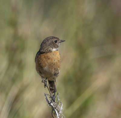 Stonechat (female)