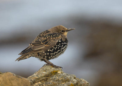 Starling (juvenile)