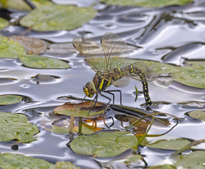 Common Hawker (female) (Aeshna juncea)