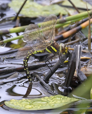 Common Hawker (female) (Aeshna juncea)