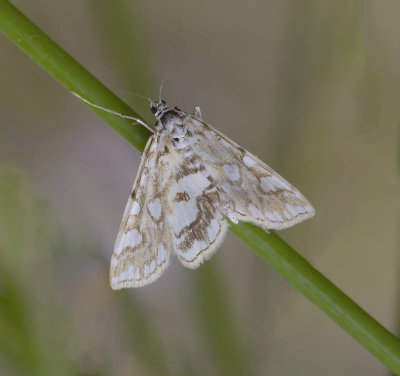 Brown China-mark moth (Elophila nymphaeata) 