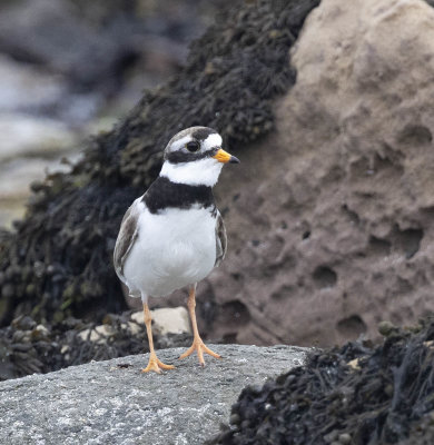 Ringed Plover