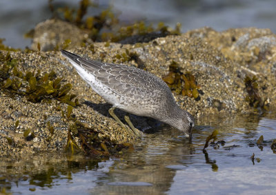 Knot (juvenile)